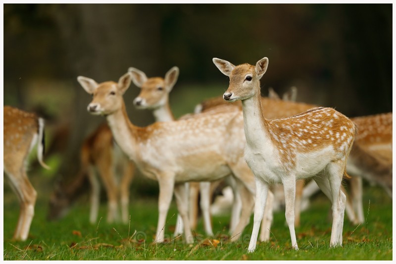 Fallow Deer Fawns  - Latest Work