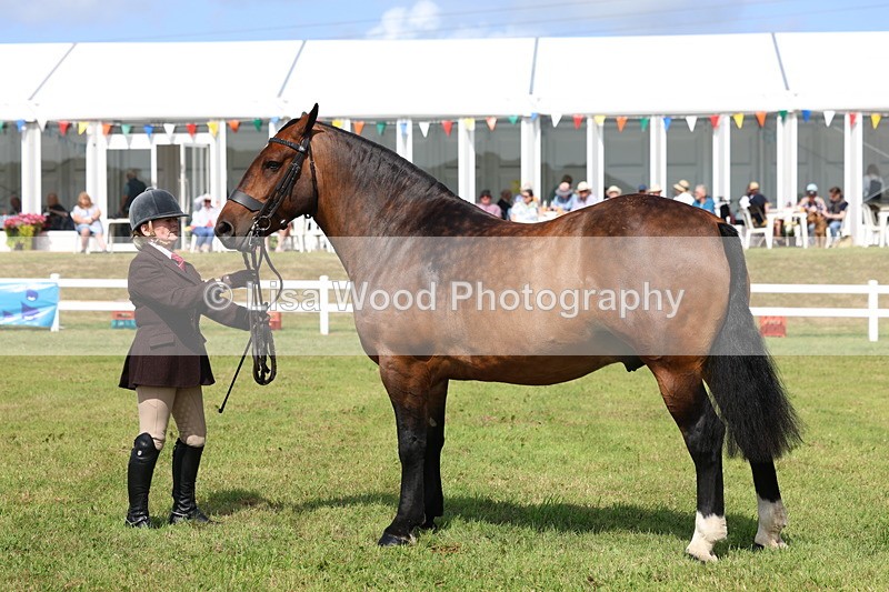 3E7A0029 - Class 5: Rising Star Lightweight/Heavyweight Cobs