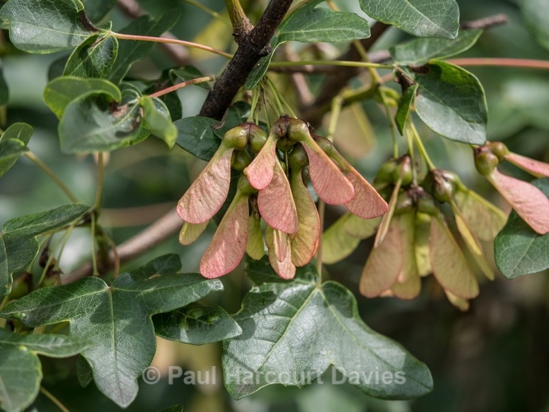 Montpellier maple (Acer monspessulanum). - Wild Flowers - 2
