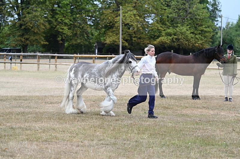 WJ7_9632 - Class 5 Most Handsome Gelding (up to 14.2hh)