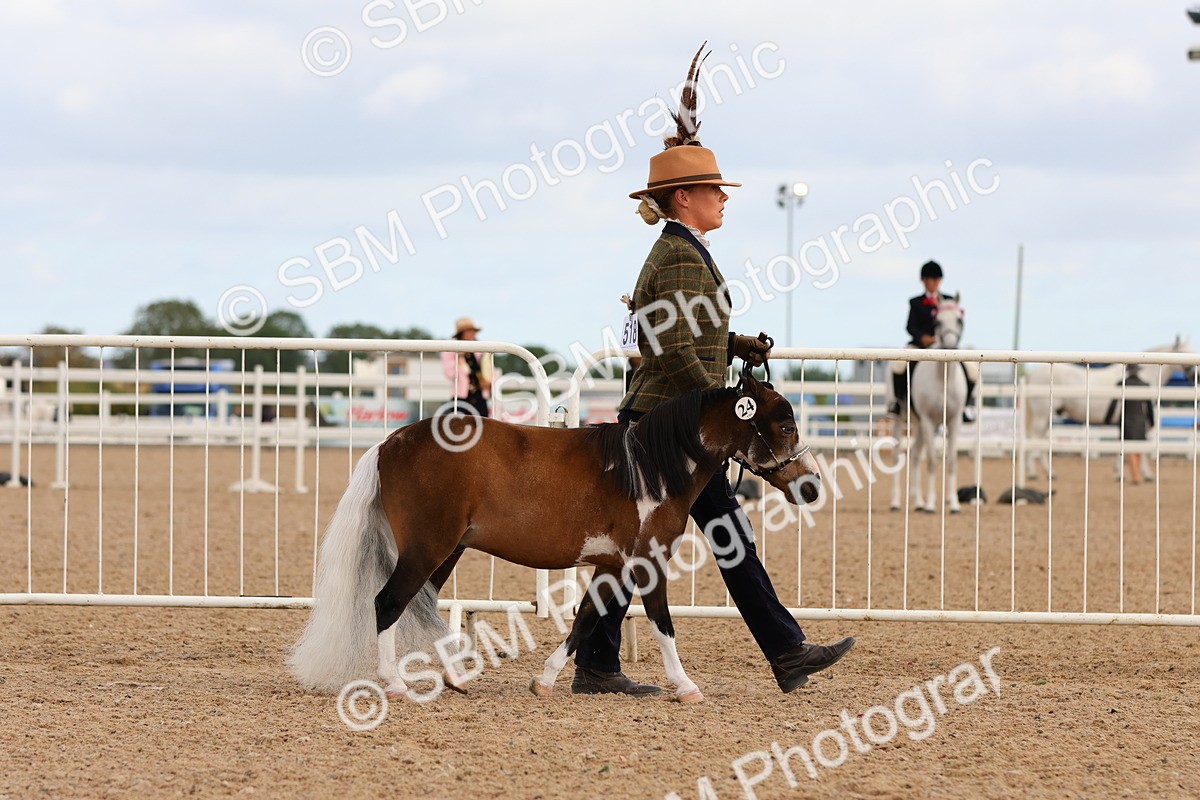 SBM_10276 - Class 206 - IH Non Show Type Pony
