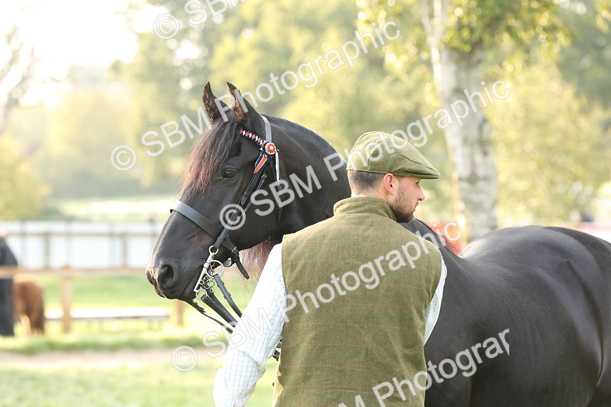 SBM_54424 - S51 - Foreign Breeds In Hand