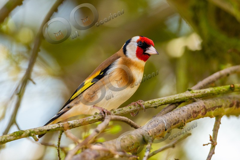 goldfinch Carduelis carduelis-1914 - UK birds