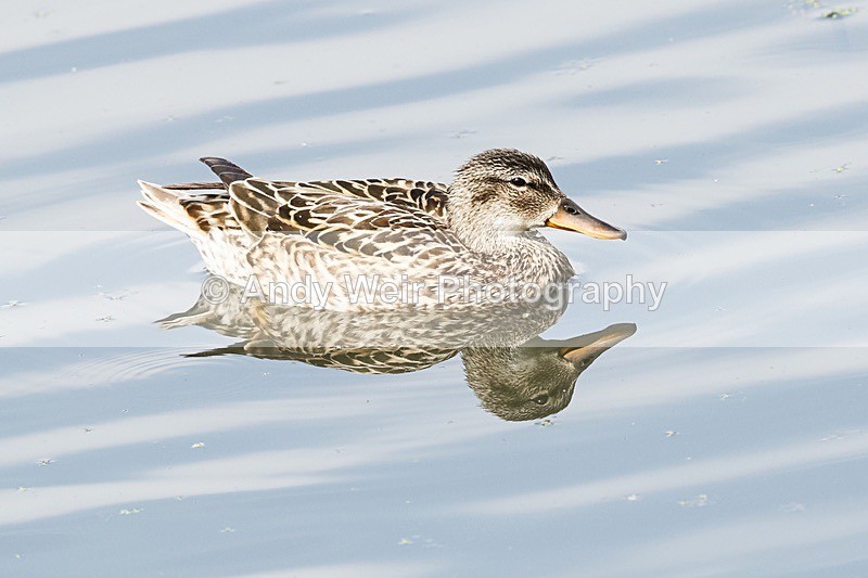 20180531-Woolston-8E0A6909 - Mallard