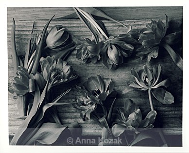 Black & white tulips - Flowers