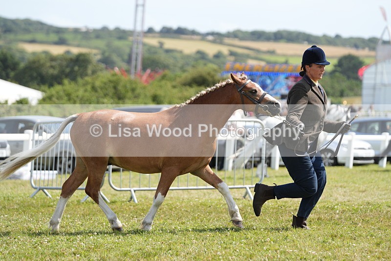 DSC07310 - Class 68: NPS SHP Youngstock