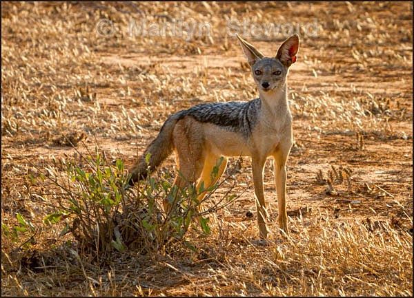 Black backed jackal - Kenya, Tsavo East