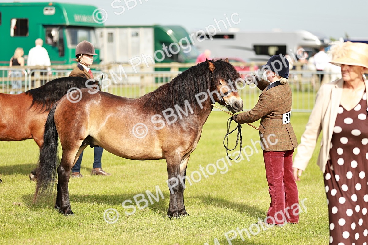 SBM_00465 - Class 14-23 - Mountain & Moorland In Hand Non Welsh