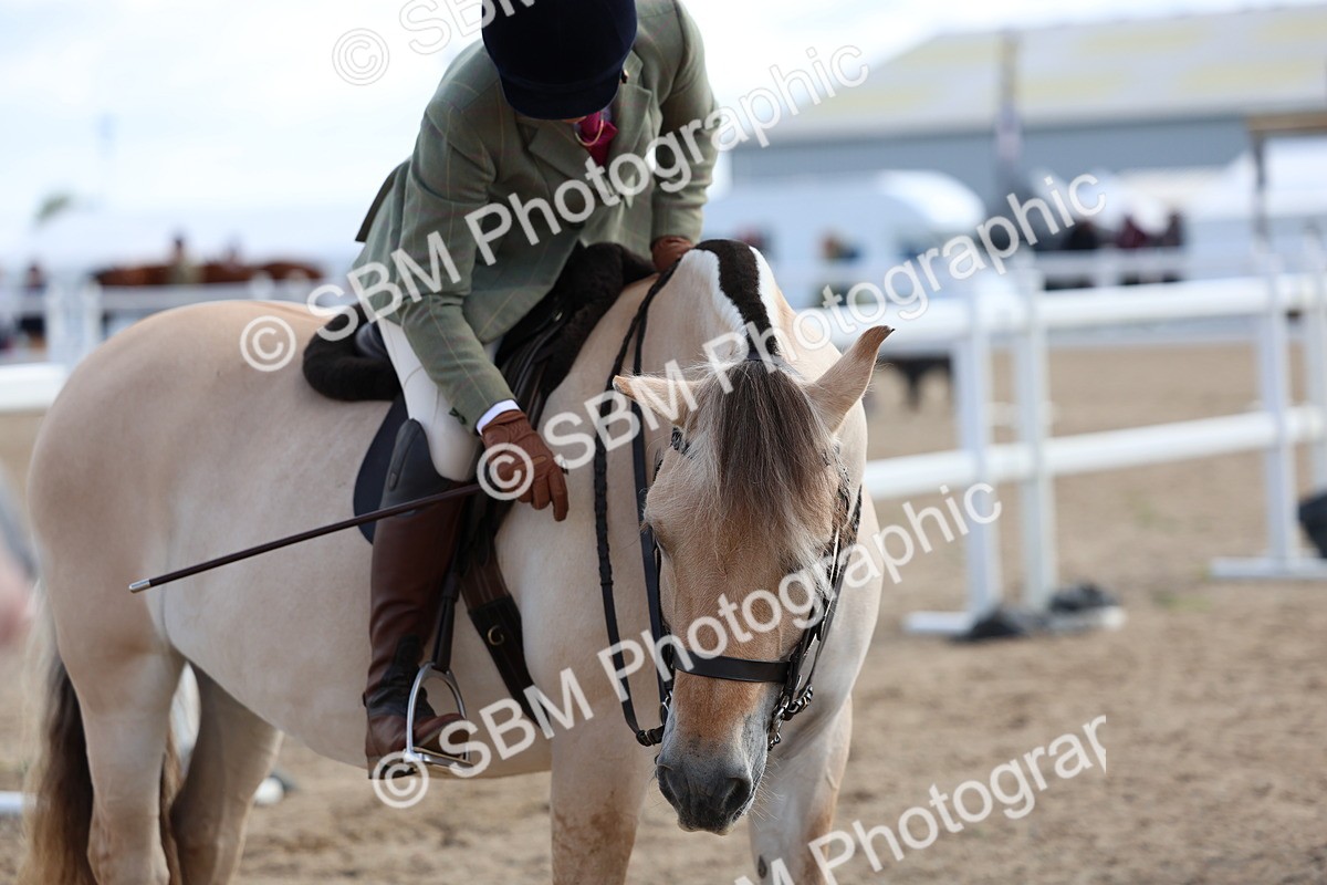 SBM_10831 - Class 305 - Ridden Foreign Breeds - Pure Bred