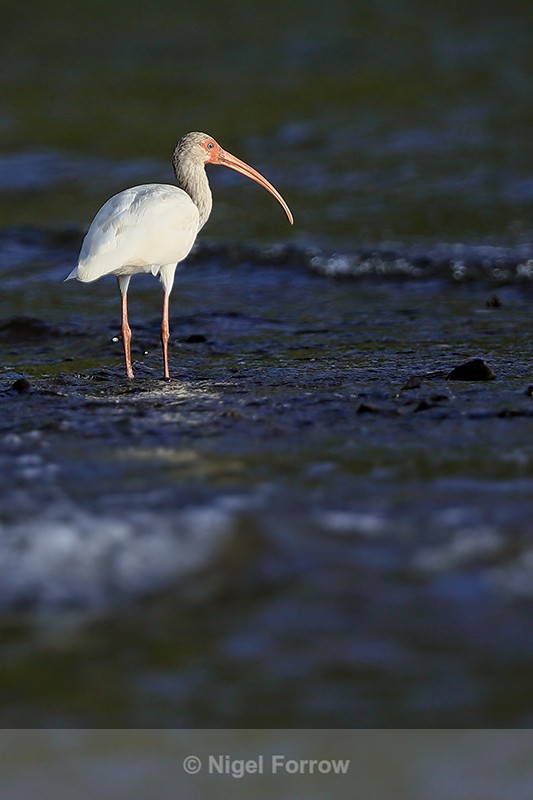 White Ibis standing still in sea, Playa Cativo Lodge, Costa Rica - White Ibis