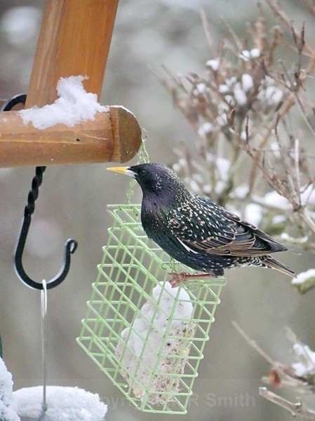 British Starling - BIRDS & INSECTS