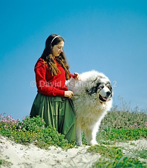 My big fluffy companion - Pets