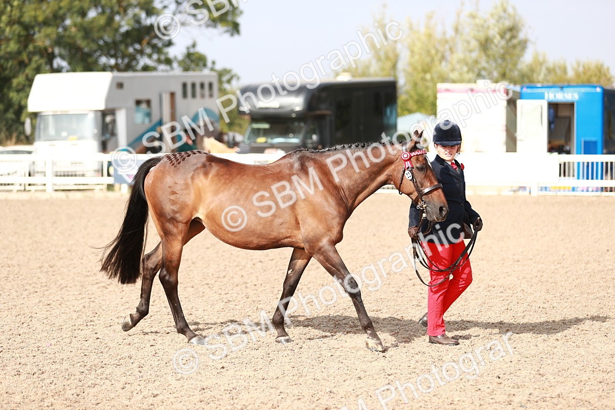 SBM_11027 - Class 205 IH Show Pony/ Show Hunter Pony