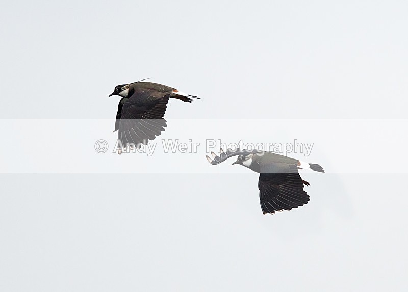 20150521-8E0A8883-3503 - Lapwing