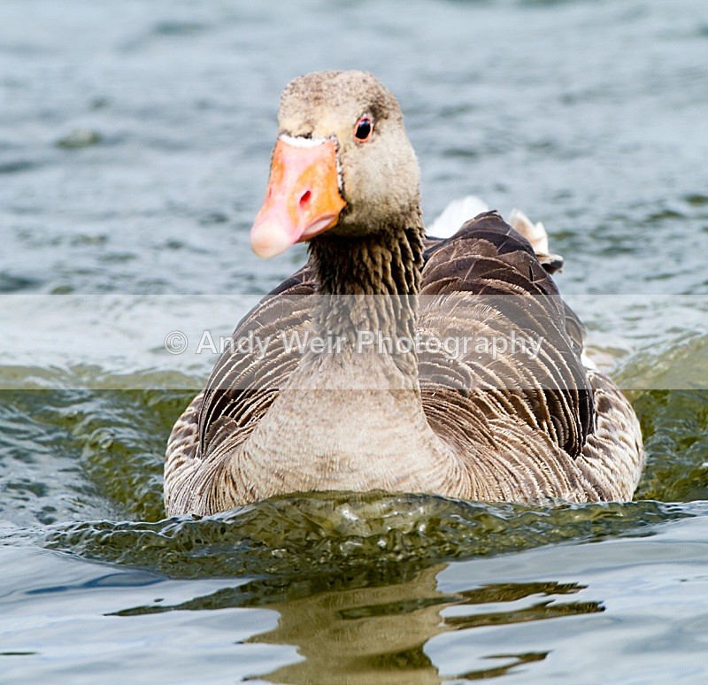20100703_1159 - Greylag Goose