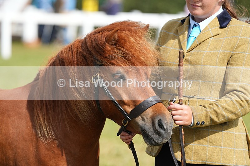 DSC05359 - Class 49: NPS Shetland 4 years and over
