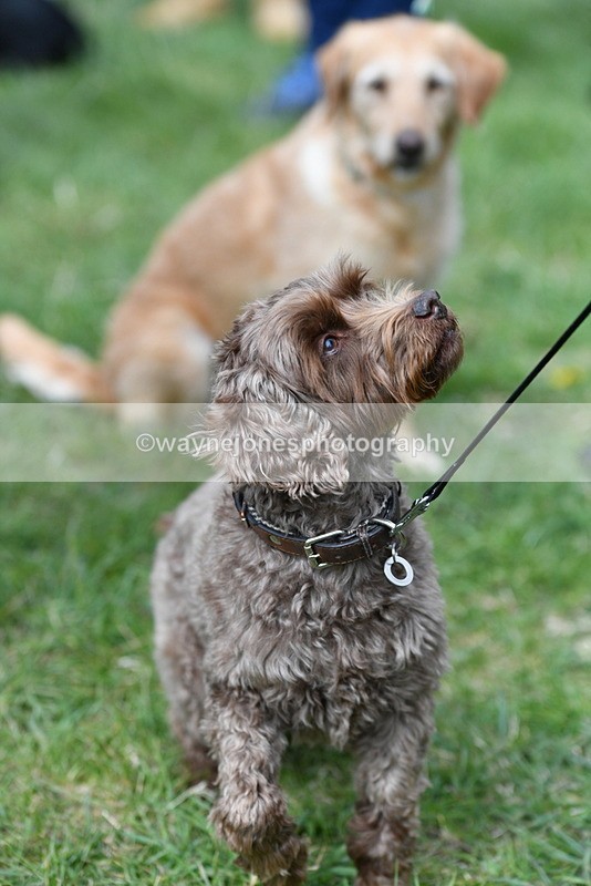 WJ5_9276 - Class 1 Best Cross Breed / Heniz 57