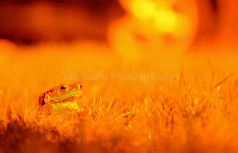  - Reptiles, amphibians & pond life, Great Britian
