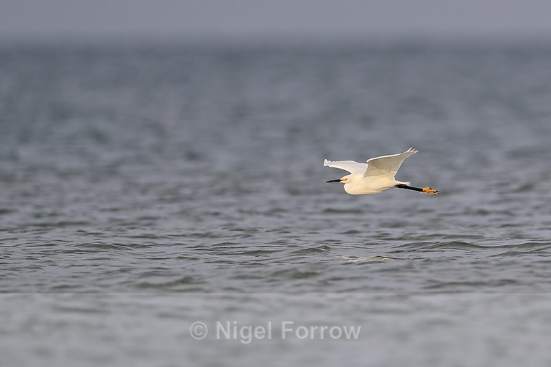 Snowy Egret in flight low over sea, Fort De Soto, Florida - Snowy Egret