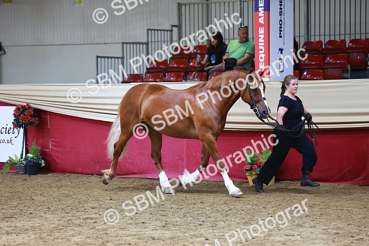 SBM_23072 - Class 903 - Supreme Final - IH Pre Vet