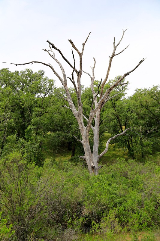 Ghost tree - Abandoned Line