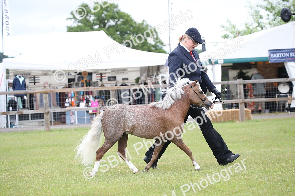 SBM_03751 - Class 23-25 - British Miniature Horse of the Year
