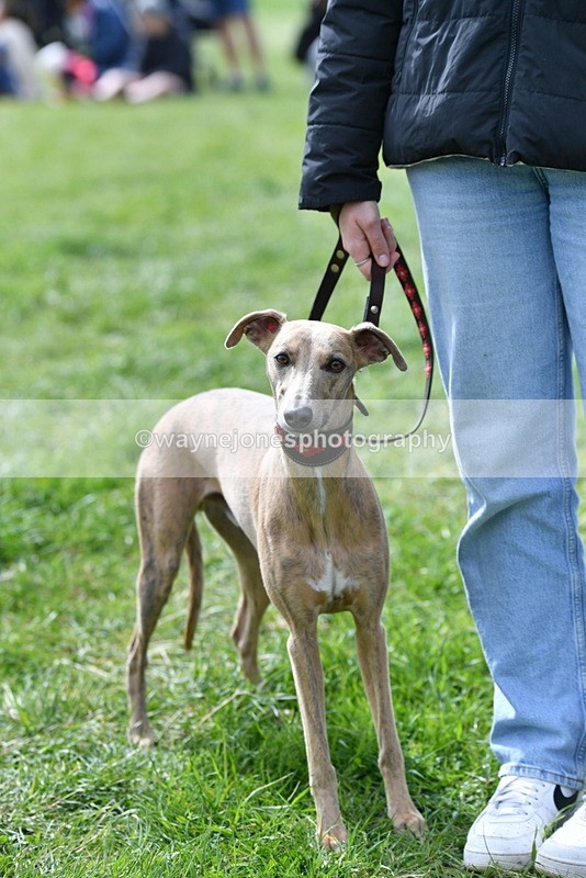 WJ5_9772 - Class 3 Most Handsome Dog