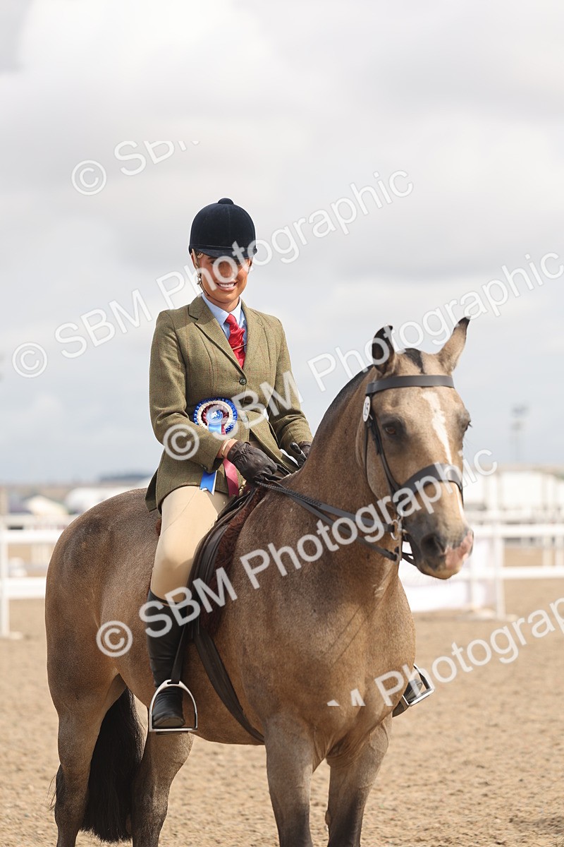 SBM_04579 - Class 19 - Horse/Pony Judge would most like to take home