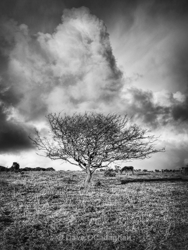 Lone Tree