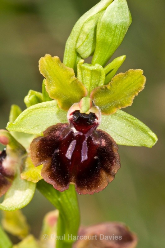 Ophrys passionis (formelry known as O sphegodes ssp garganica) - Orchids - Ophrys