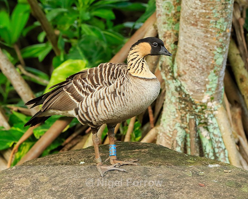 Hawaiian Goose, ringed, Kilauea Point, Kauai - Hawaiian Goose