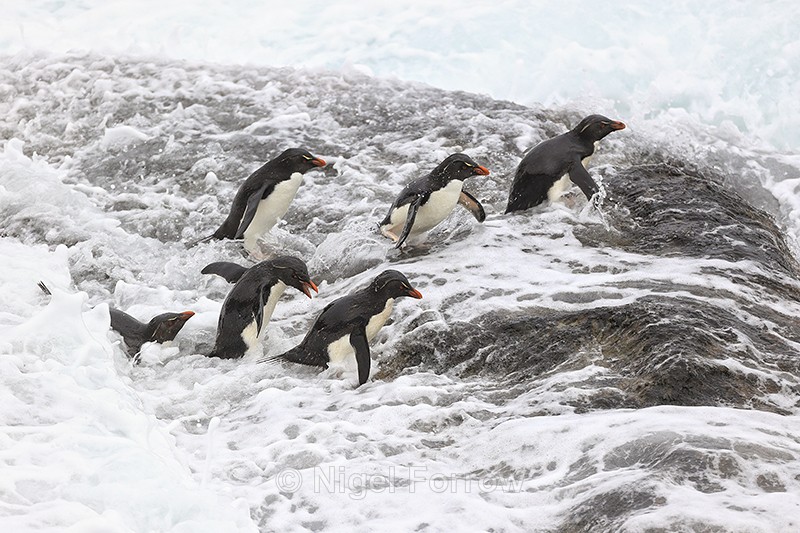 Rockhopper Penguins preparing to jump into rough sea, Saunders Island - Rockhopper Penguin