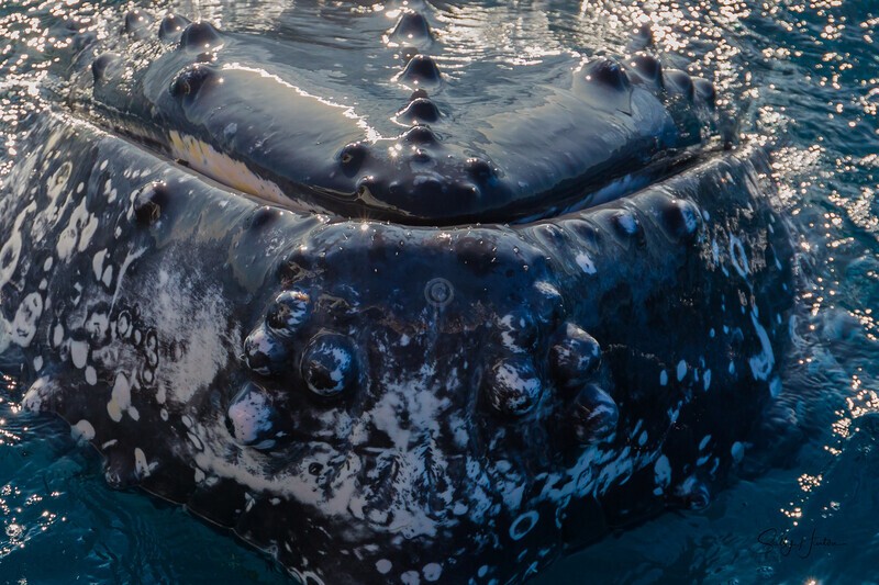 Closeup Whiskers _16A7776 - Humpback Whales