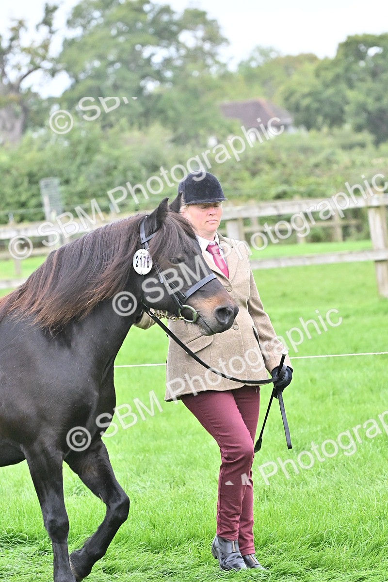 SBM_60911 - S48 - Mountain & Moorland In Hand Small Breeds