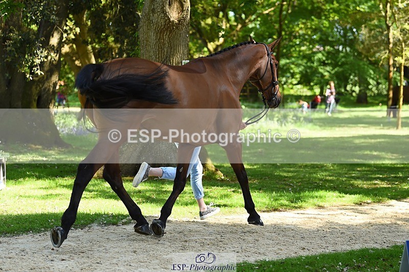 230524-152542-00261 - 327-ROMANTIC-Rosie_Fry-WEDTrotUp+DR