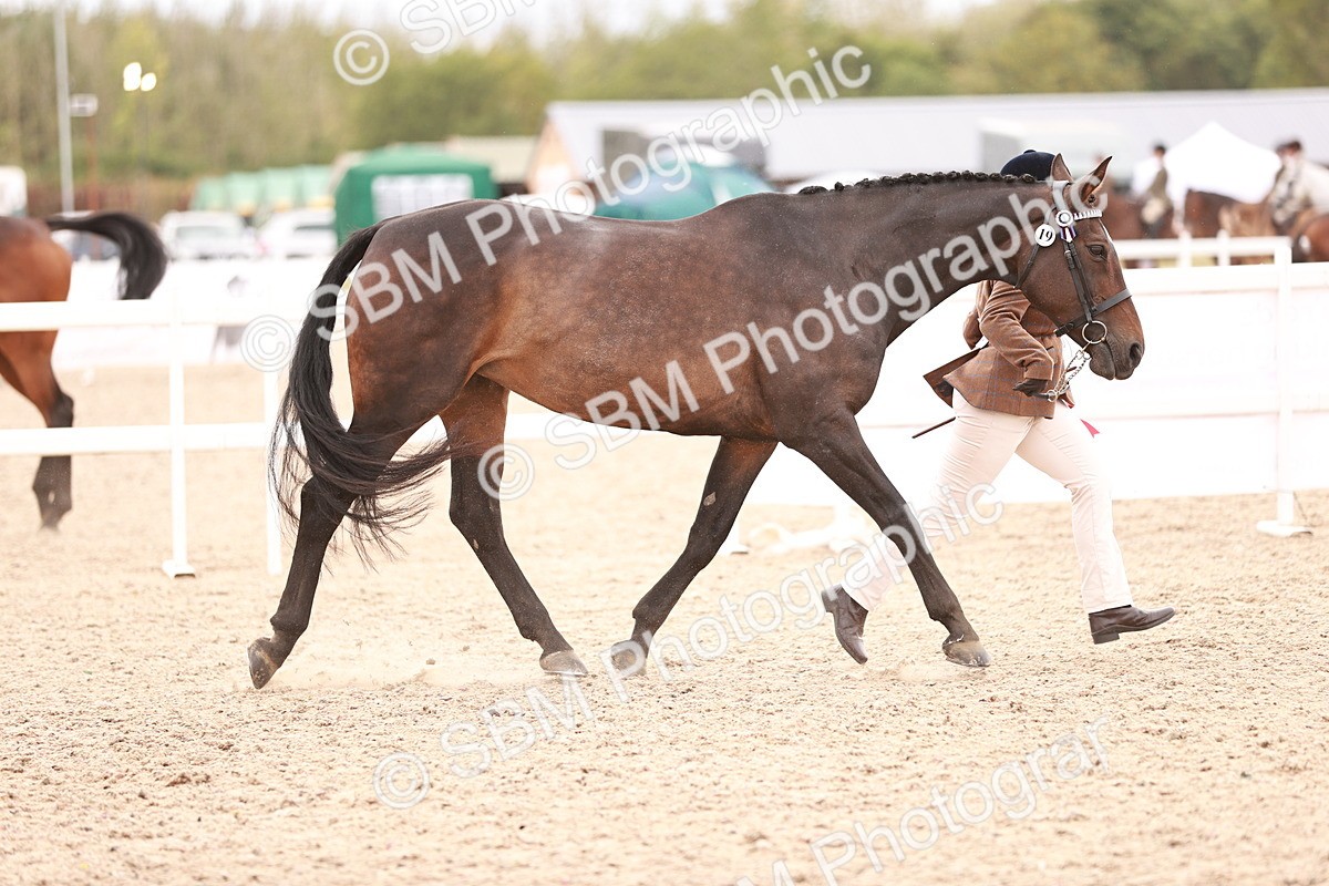 SBM_16377 - Class 413 - Best Condition - Adult