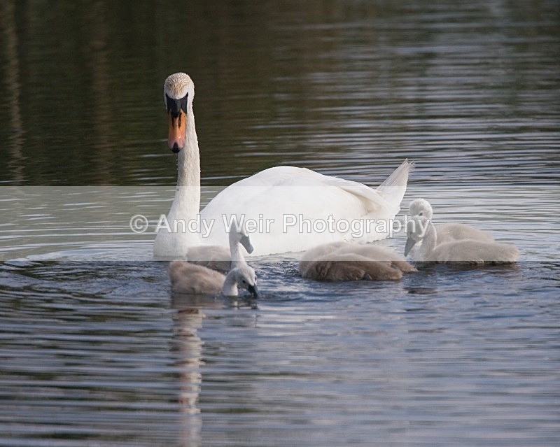 20080531-007 - Swans