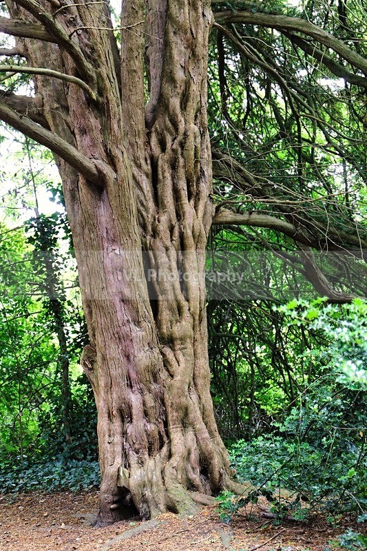Tree - Plants and Trees