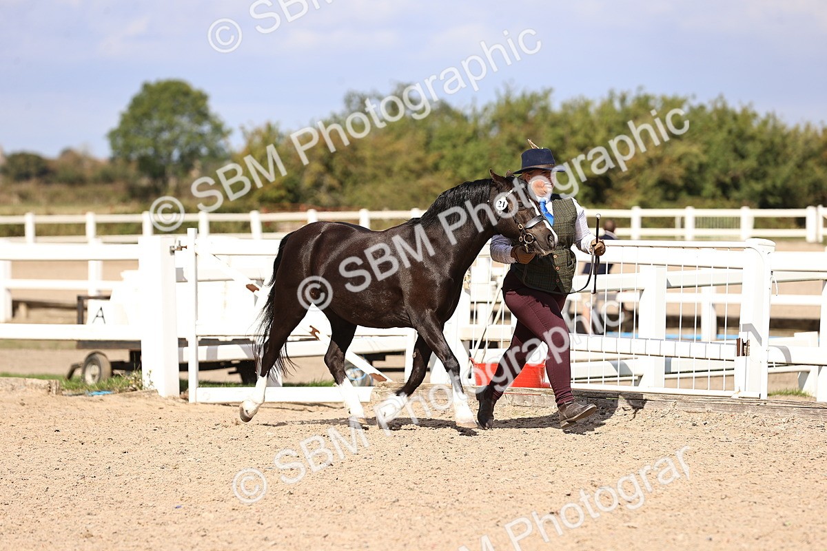 SBM_14251 - Class 411 - Prettiest Mare (IH OR Ridden) Adult