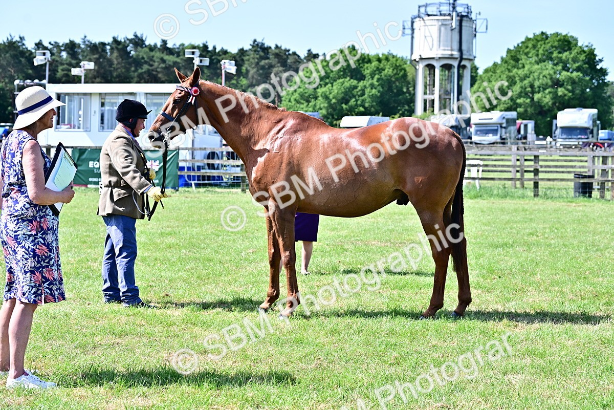 SBM_12860 - Class 98 - Retraining of Racehorse In Hand