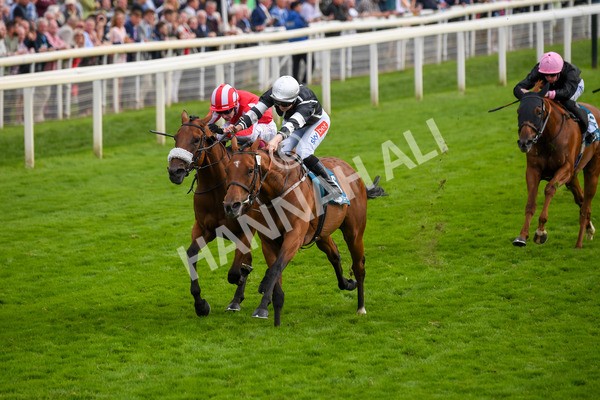 250823-Race 5-Reach-0867 - Race 5 4.10pm Assured Data Protection EBF Fillies' Handicap