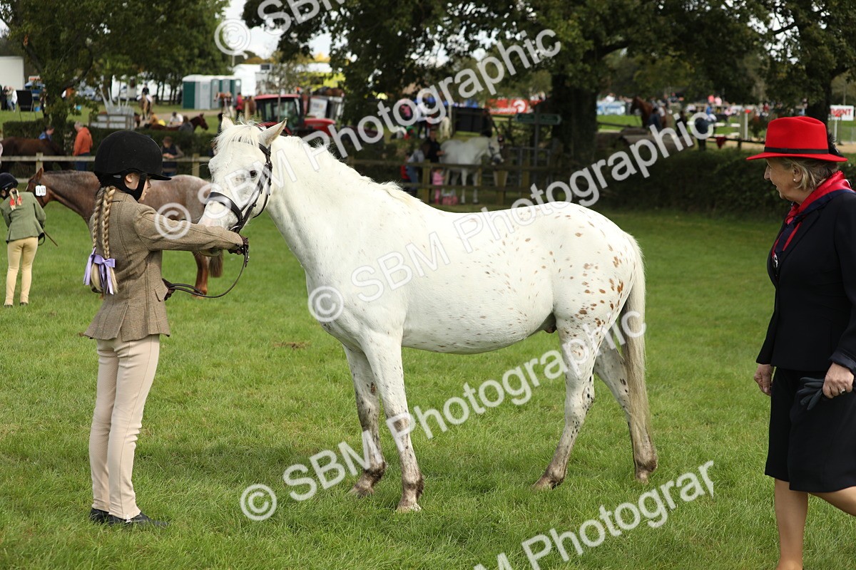 SBM_62809 - S46 - Mountain & Moorland In Hand Small Breeds
