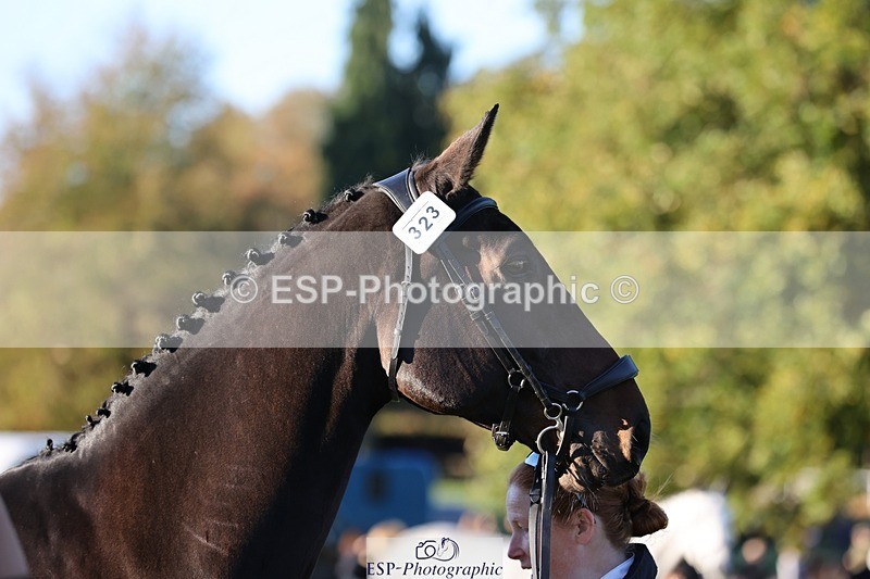 241027-083748-14707 - 323-Nicky.Blastland-FOUNDATIONS.HUSTLER