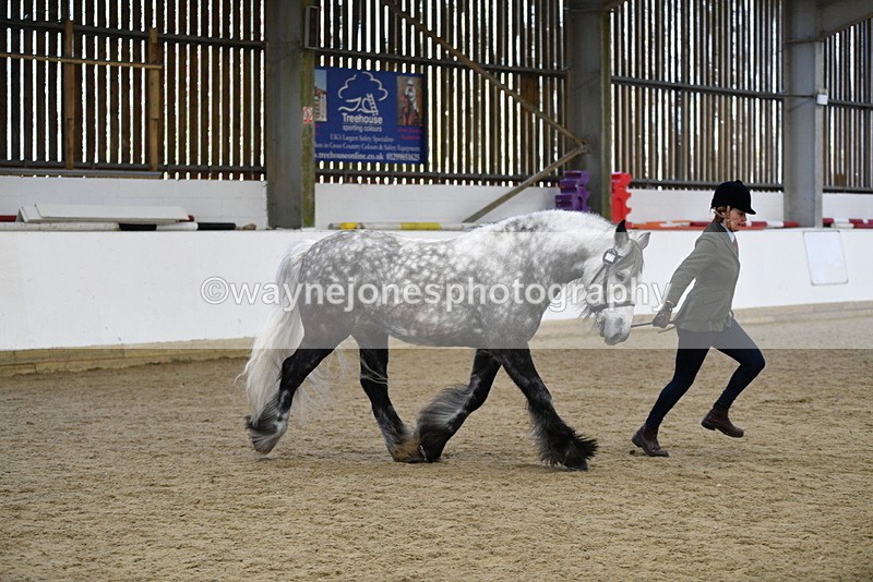 WJ5_5640 - Morning in hand Championship