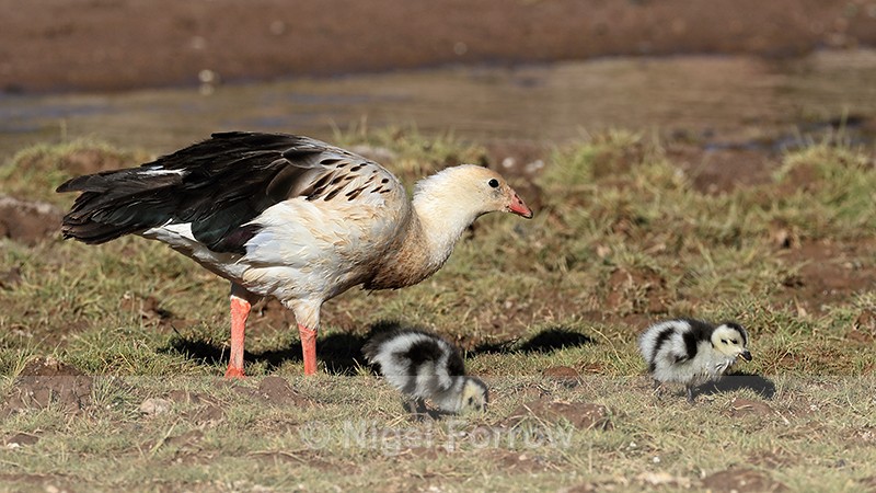 Andean Goose watching over goslings, Machuca, Chile - Andean Goose