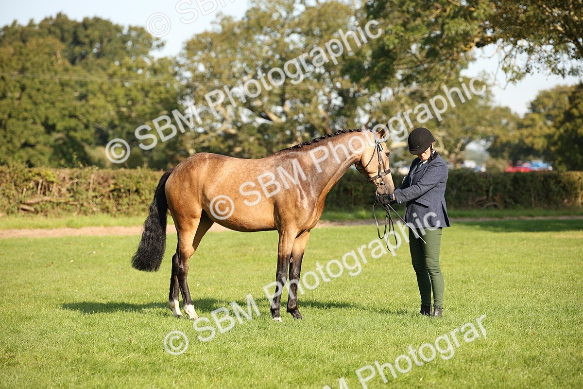 SBM_59346 - S52 - Other Coloured Horse In Hand