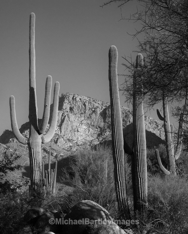 Sonoran Desert - Black and White