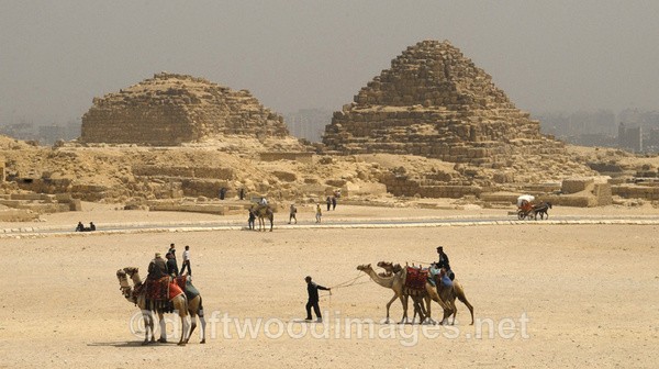 Camels at the Pyramids - Egypt