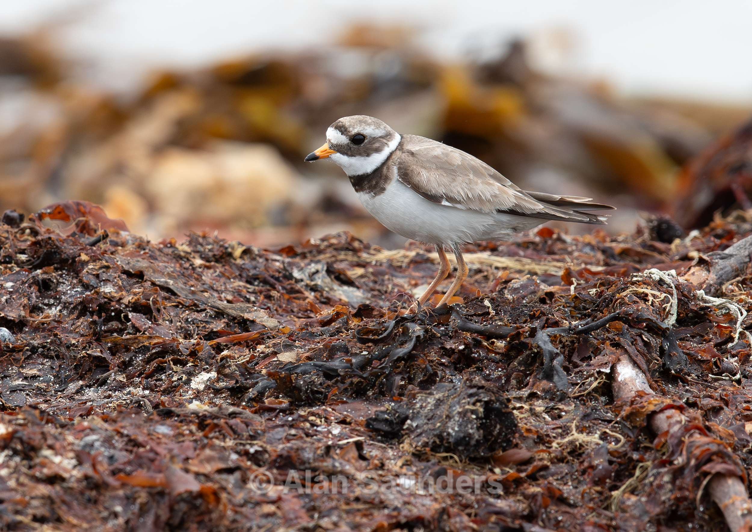 Common Ringed Plover 1
