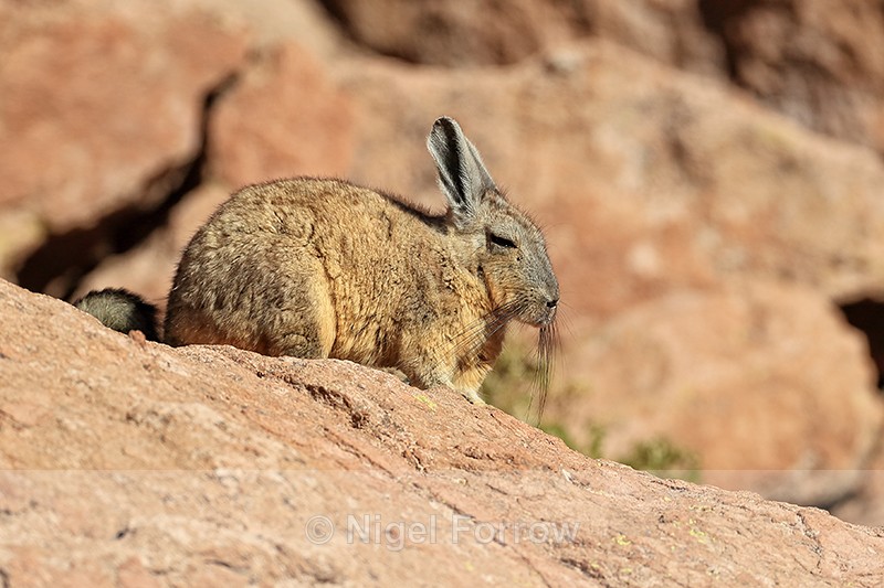Side profile of Viscacha, Chile - Viscacha